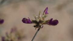 Psorothamnus emoryi emoryi