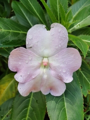 Impatiens sodenii