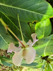 Impatiens sodenii