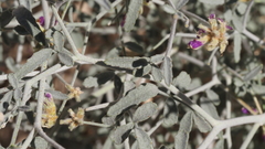 Psorothamnus emoryi emoryi