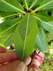 Impatiens sodenii