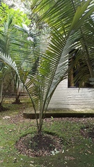 Prestoea acuminata