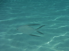 Trachinotus goodei