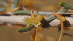 Cuscuta denticulata