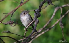 Hemitriccus margaritaceiventer