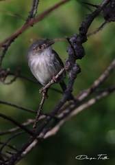 Hemitriccus margaritaceiventer