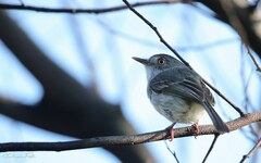 Hemitriccus margaritaceiventer