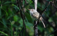 Hemitriccus margaritaceiventer
