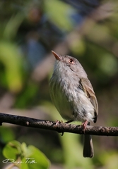 Hemitriccus margaritaceiventer