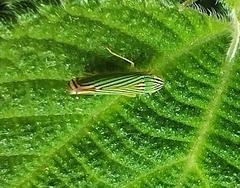 Sibovia