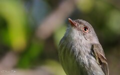 Hemitriccus margaritaceiventer