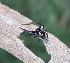 Xysticus bimaculatus