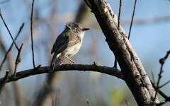 Hemitriccus margaritaceiventer