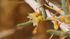 Cuscuta denticulata