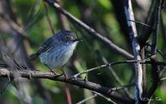 Hemitriccus margaritaceiventer