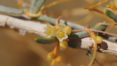 Cuscuta denticulata