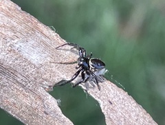 Xysticus bimaculatus