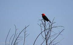 Amblyramphus holosericeus