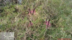 Erythrina herbacea