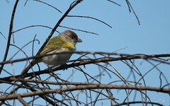 Cyclarhis gujanensis