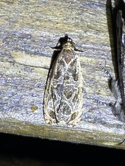 Olethreutes furfuranum