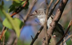 Hemitriccus margaritaceiventer