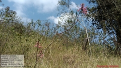 Erythrina herbacea