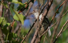 Hemitriccus margaritaceiventer
