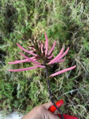 Erythrina herbacea