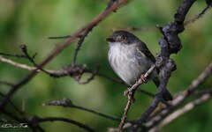 Hemitriccus margaritaceiventer