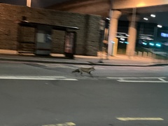 Vulpes vulpes crucigera