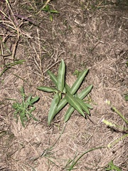 Ditaxis humilis