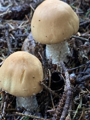 Agaricus smithianus
