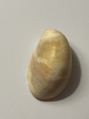 Crepidula fornicata