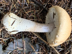 Agaricus smithianus
