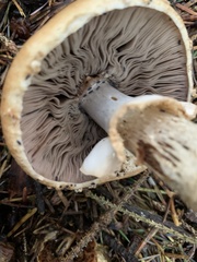 Agaricus smithianus
