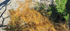 Cuscuta denticulata