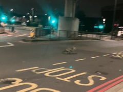 Vulpes vulpes crucigera