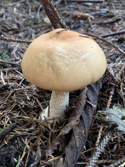 Agaricus smithianus