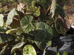 Begonia goegoensis