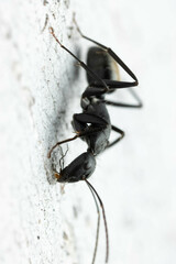 Camponotus aeneopilosus
