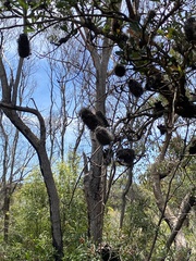 Banksia serrata