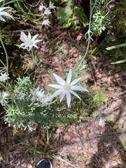 Actinotus