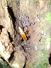 Chauliognathus cinguliventris