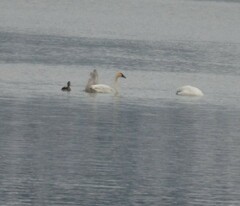Cygnus columbianus columbianus