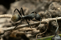 Camponotus aeneopilosus