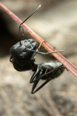 Camponotus aeneopilosus