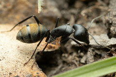 Camponotus aeneopilosus