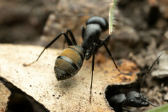 Camponotus aeneopilosus