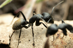Camponotus aeneopilosus